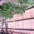 Walpole Fence in Westport